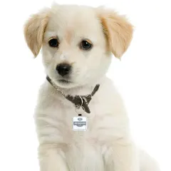 Square Pet ID Tag thumbnail 1