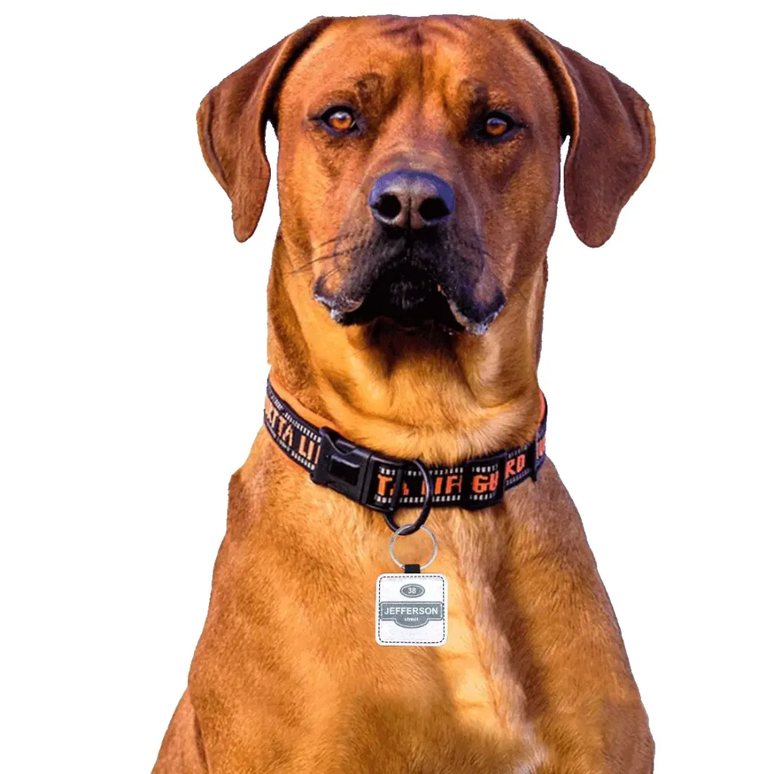 Square Pet ID Tag — photo 2